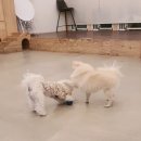 도니바니 이미지