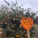 한림농장 | 🍊 제주 감귤 체험 추천 | 히피웅 감귤체험농장 후기