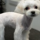 다다그루밍 이미지