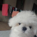 크로스핏간지 이미지