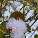 1월 다섯째 주 -44 신은미 / 雪花 이미지