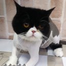 코리아 퍼피 이미지