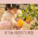 민들레농장 | 남양주 팔당 아이와 레몬따기 체험 후기