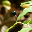 미텐발트 이미지