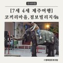 [7세 4세 제주여행] 4일차. 그림 그리는 코끼리와의 만남🐘 점보빌리지: 제주도 아이랑 가볼만한 곳
