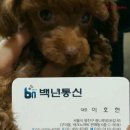 백년통신 이미지