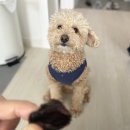 멍뭉이 밥상 이미지