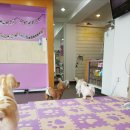중앙사거리 - 운교사거리 | [춘천 강아지카페] &#39;예쁜강아지&#39; 2층 애견카페 후기 (추천)