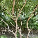 온천천시민공원 백일홍 이미지