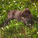 조이동물의료센터 이미지