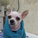 샐리동물병원 이미지