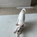 증평가정견훈련소 | 충북 증평 유기견 무료입양 안내 🐶 따뜻한 가족을 기다리는 세 아이🐶💖