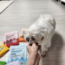 덴탈포스 이미지