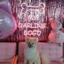 오드리펫 | 청라 오드리펫살롱 포메 곰돌이컷 미용 후기♥