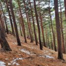 소나무(산촌마을) 이미지