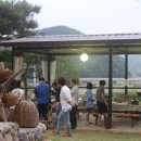 비단향꽃수 이미지