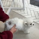 잘살개(J·DOG) 이미지