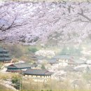 ♣4/25(일)완주 모악산 산행과 천년고찰 금산사 벚꽃 이미지