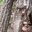 원목농장 이미지