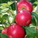 지혜의 사과 이미지