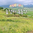 숲쟁이꽃동산 | 영광 가볼만한곳 숲쟁이꽃동산 금계국 군락지