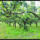 성환배영농조합법인 이미지