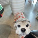 펫츠미 | 6월 반려견 일상 (12) 로이랑💚 피터펫츠 내유점