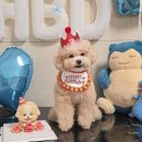 웃는 강아지 | 강아지 수제 생일 케이크 주문 성공기! 통고기 케이크 내돈내산 찐후기 평택 &#39;디어마이독&#39;