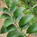 죽백6로 이미지