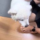 복실이 홈캉스 2일차 이미지
