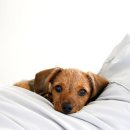 토담스펫 이미지