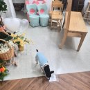 [후기] 정원 셀프사진관 범계점 에서 강아지동반 가족사진
