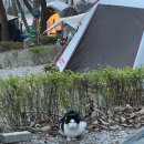 노선생 전골&부대찌개 | 캠핑 밀키트추천 이태리부대찌개 부대전골 쿠팡 내돈내산 구매후기