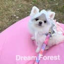 꿈의숲 라포레스타 이미지