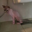 Hello Kitten | 《변기냥 루이》이동용좌변기,간이화장실,휴대용좌변기,우리집 변기고양이 사용후기