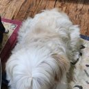 이가네삼계탕 이미지