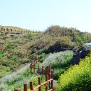 쉼터콘도형민박 | [제주도여행] 성산항에서 성산일출봉으로 ~
