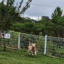 애견카페왕 이미지