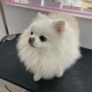 마론애견 이미지