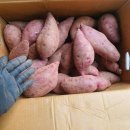 화산고구마 이미지