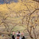 선촌마을 공중화장실 | 이천 산수유마을 후기/ 2026 개화시기 90% 만개/주차 꿀팁(아기랑 방문)