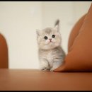 아담스펫 강아지분양 고양이분양 강남점 이미지