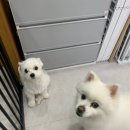 행복한아이유치원 | 우리 강아지의 행복한 하루, 송도애견유치원 이용 후기