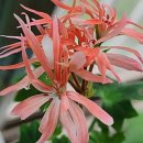 엔젤드림2 이미지