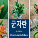열매수선