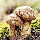 송이만찬 이미지