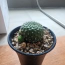 무지개다육 | 🌵 50대 기러기 아빠, 장모님 다육이 선물 찾아 양재꽃시장 다녀왔습니다