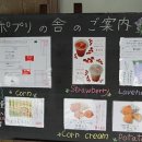 명성라벤더