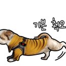 어나더153애견펜션 이미지