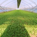 일호농장 이미지